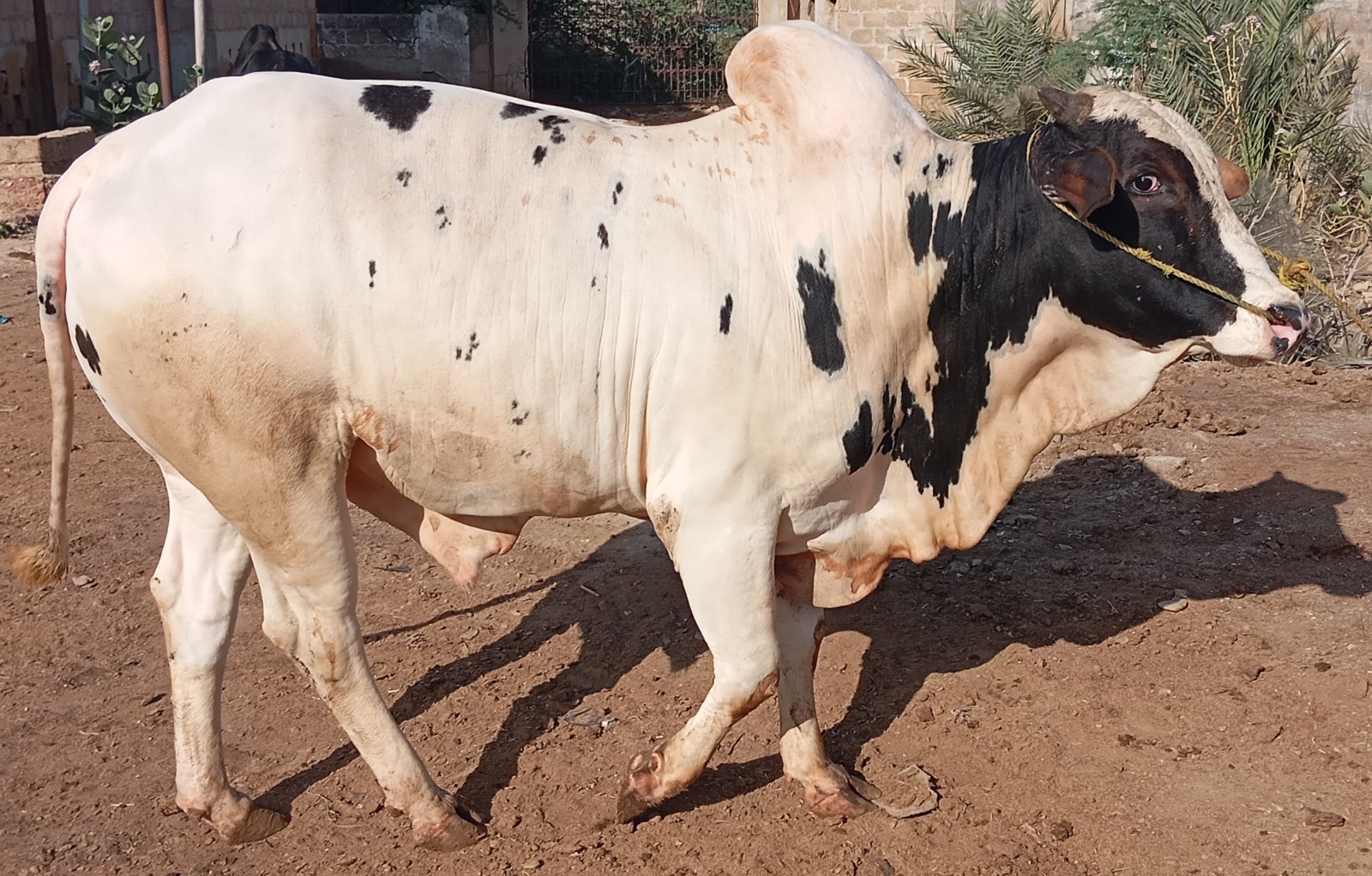 Cow 1