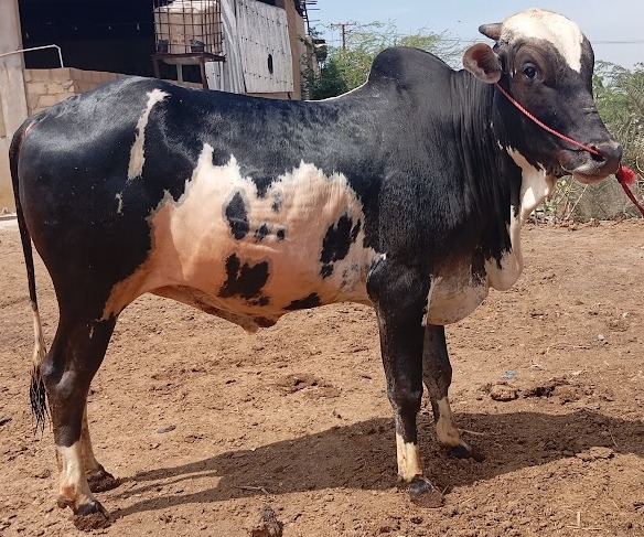 Bull 4