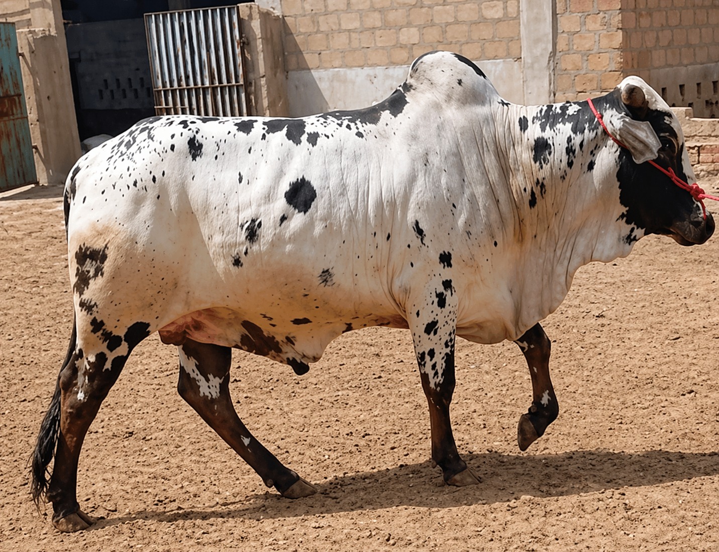 Bull 5
