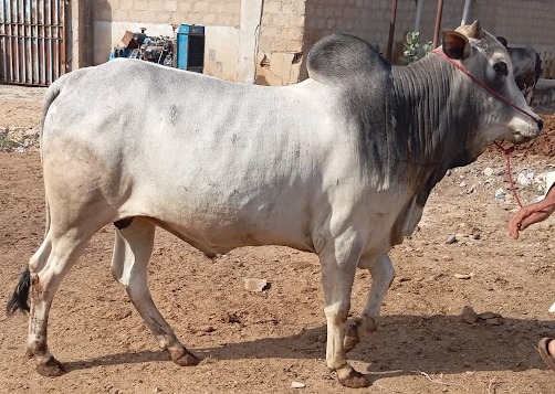 Cow 6