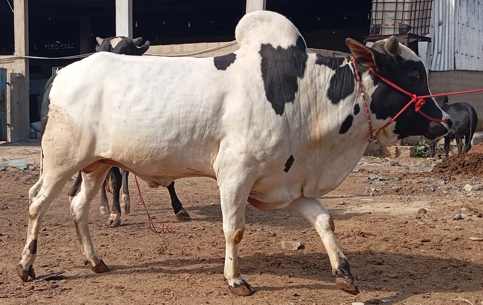 Bull 7