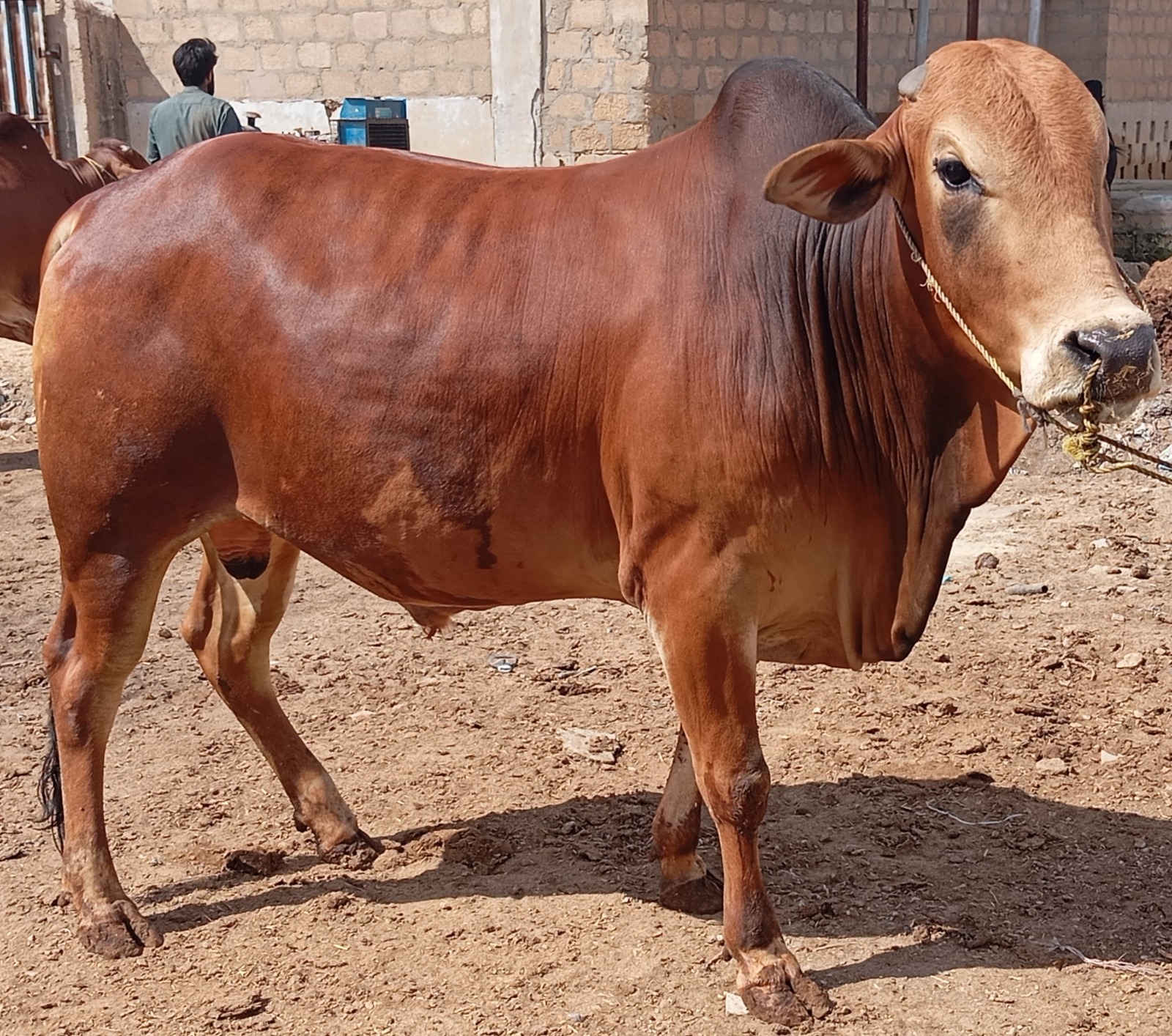 Bull 8