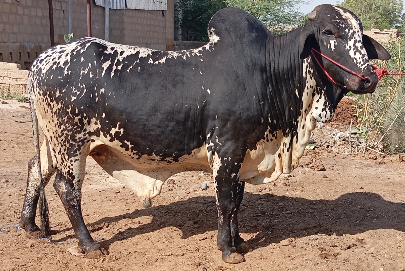 Cow 9