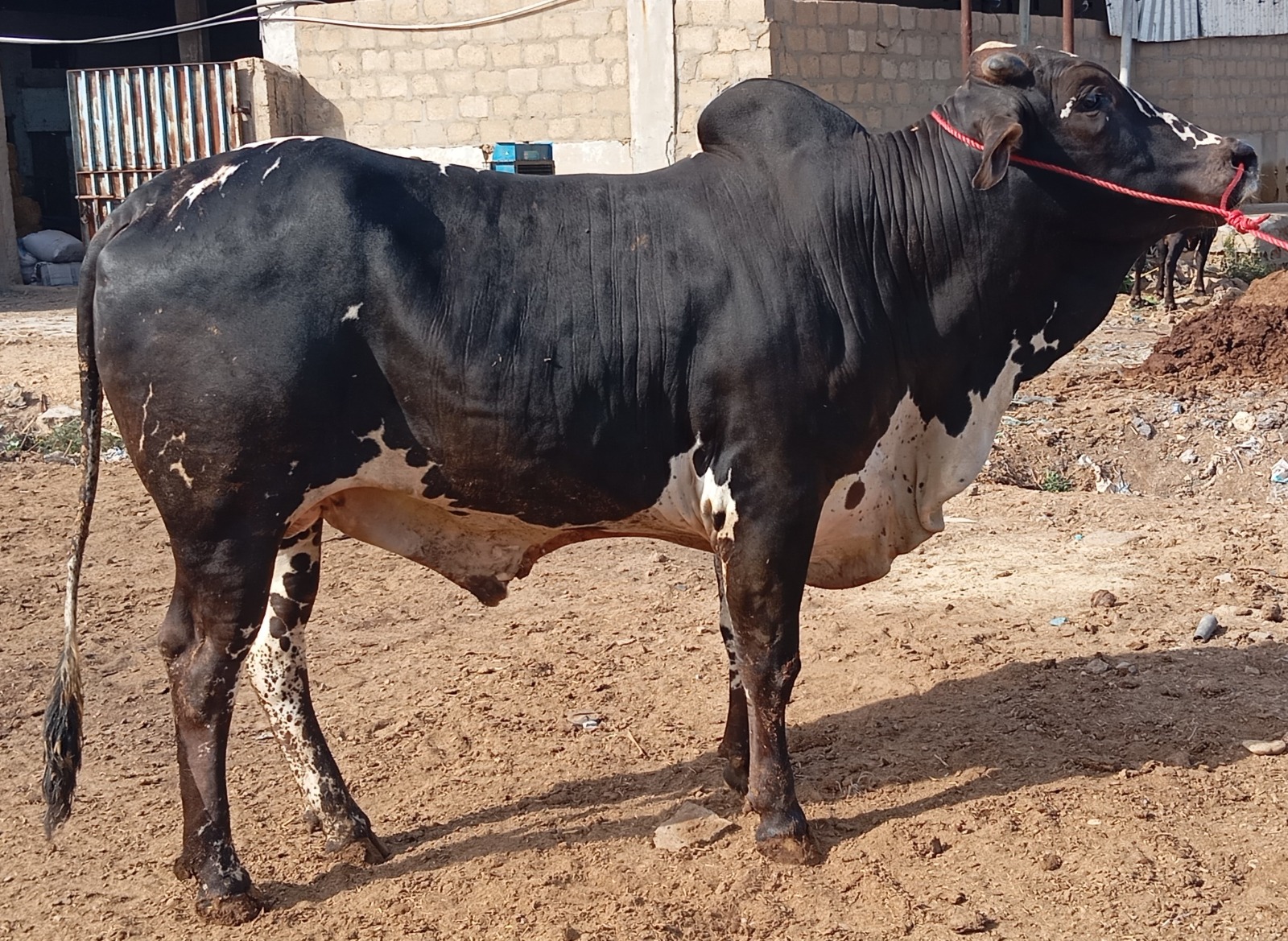 Bull 10