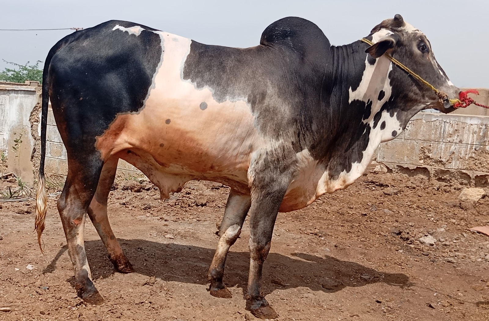 Cow 11