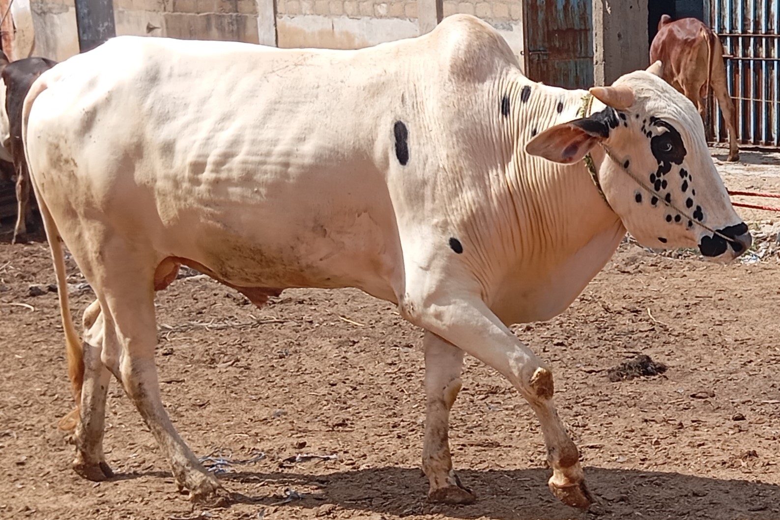 Bull 12