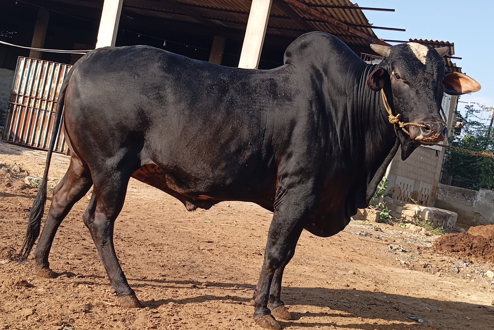 Cow 2