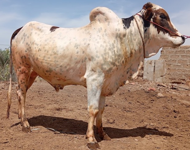 Cow 14