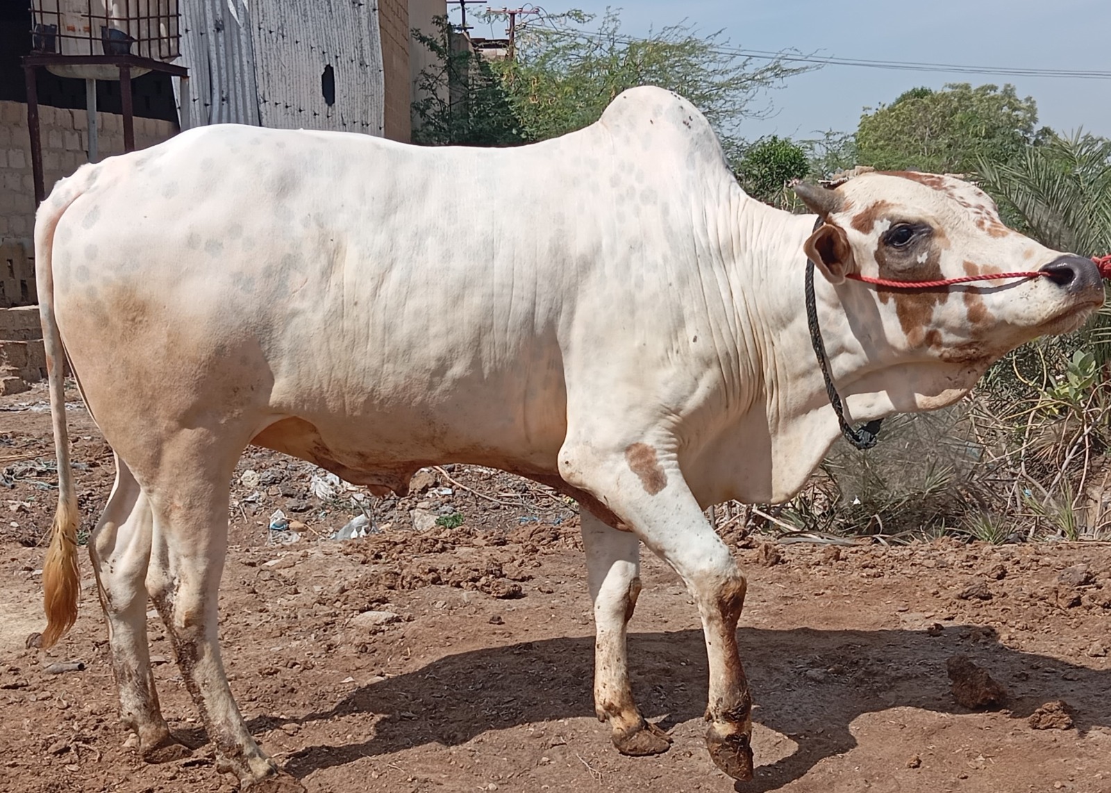 Bull 15