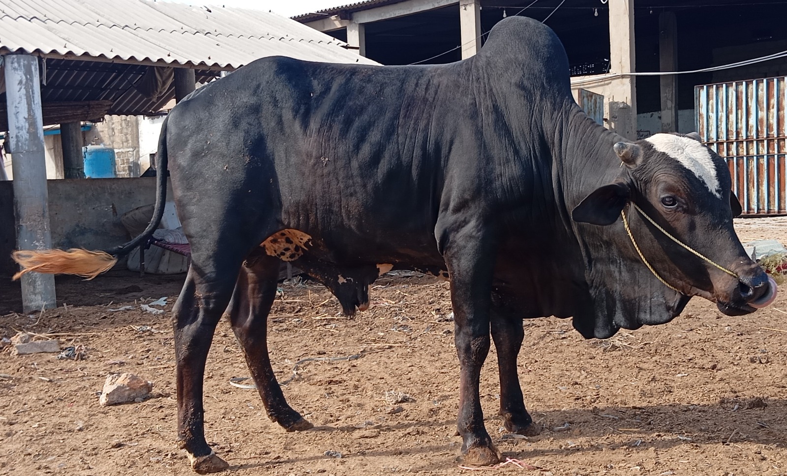 Bull 16