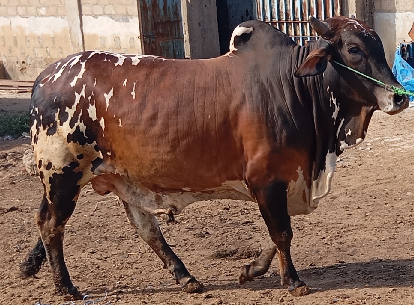 Cow 17