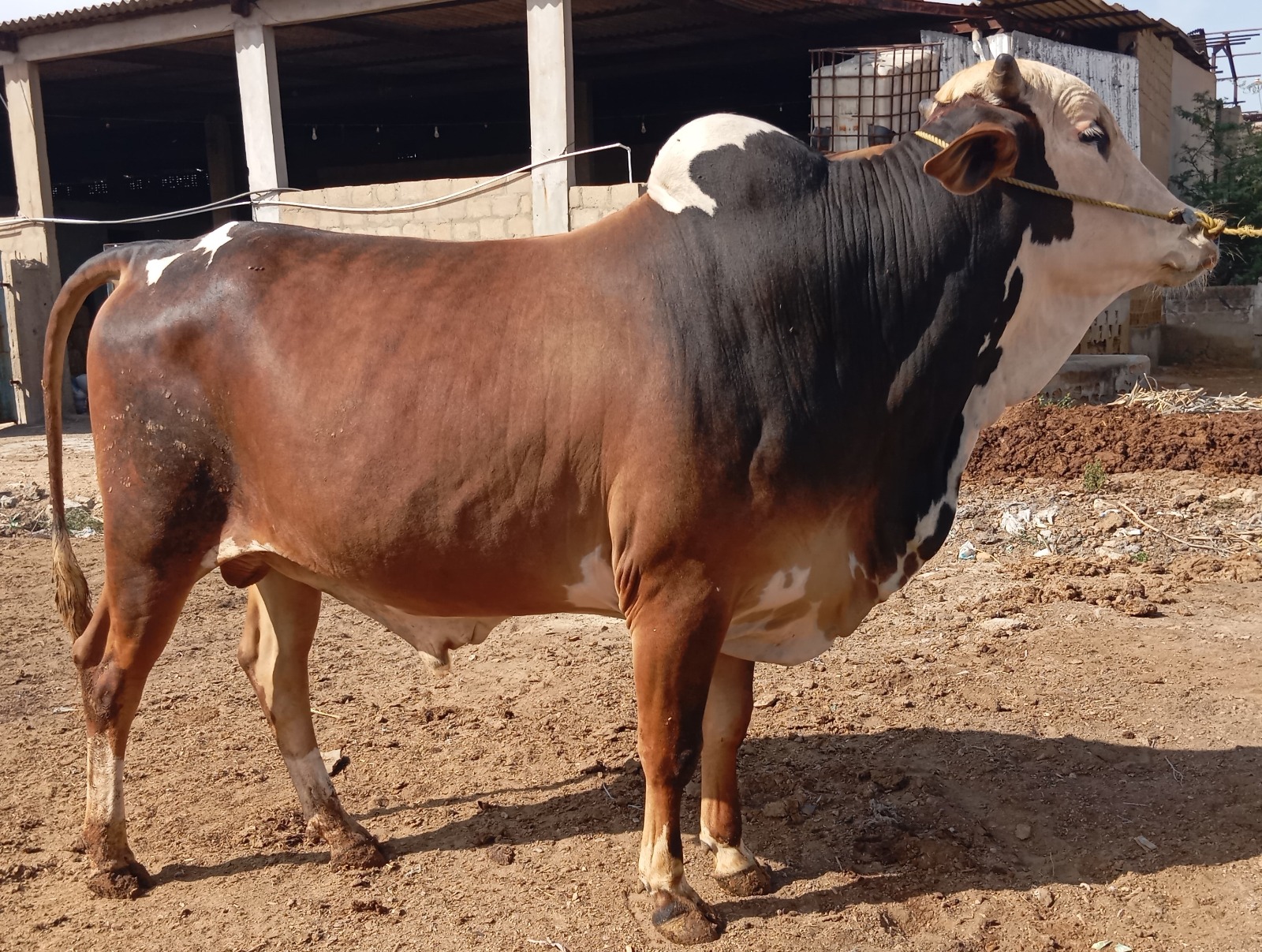 Bull 18