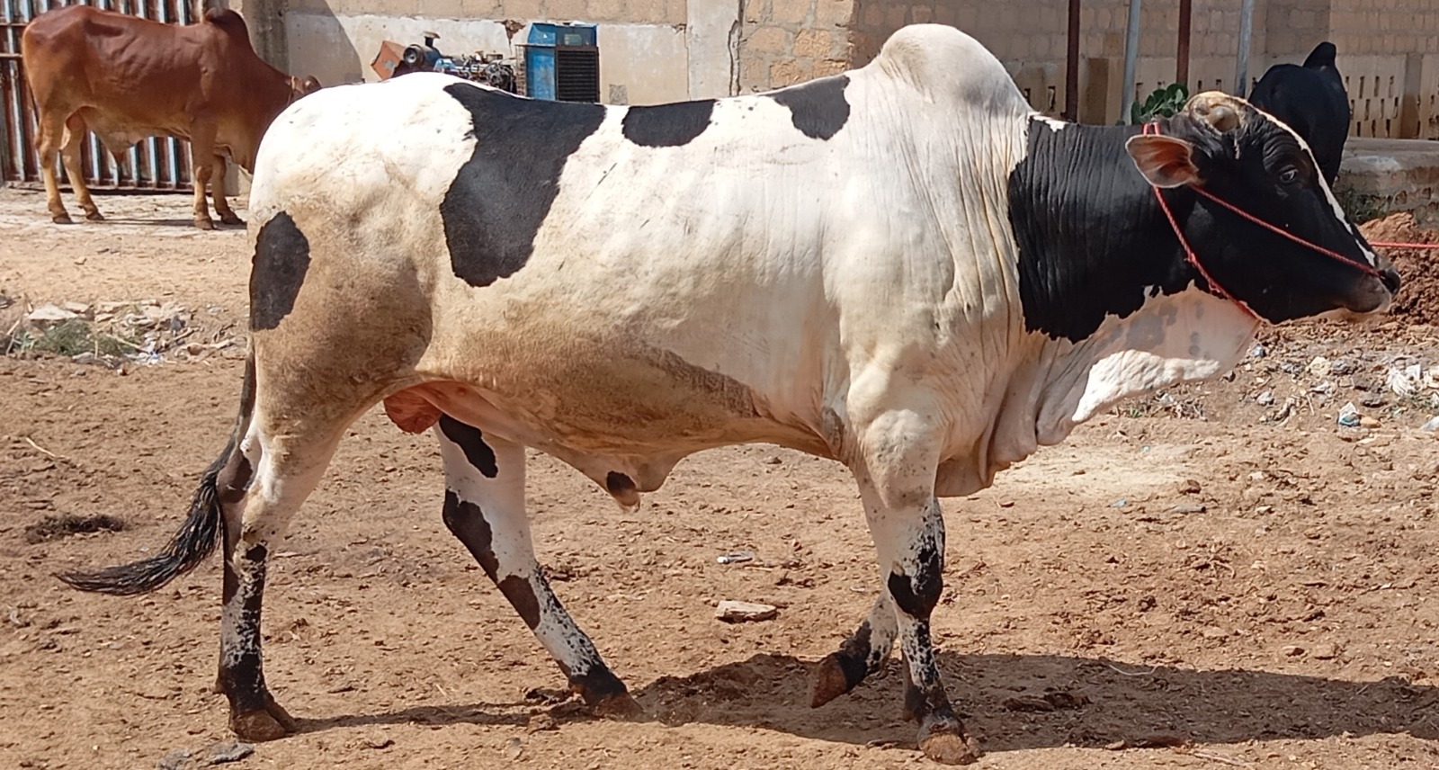 Bull 20