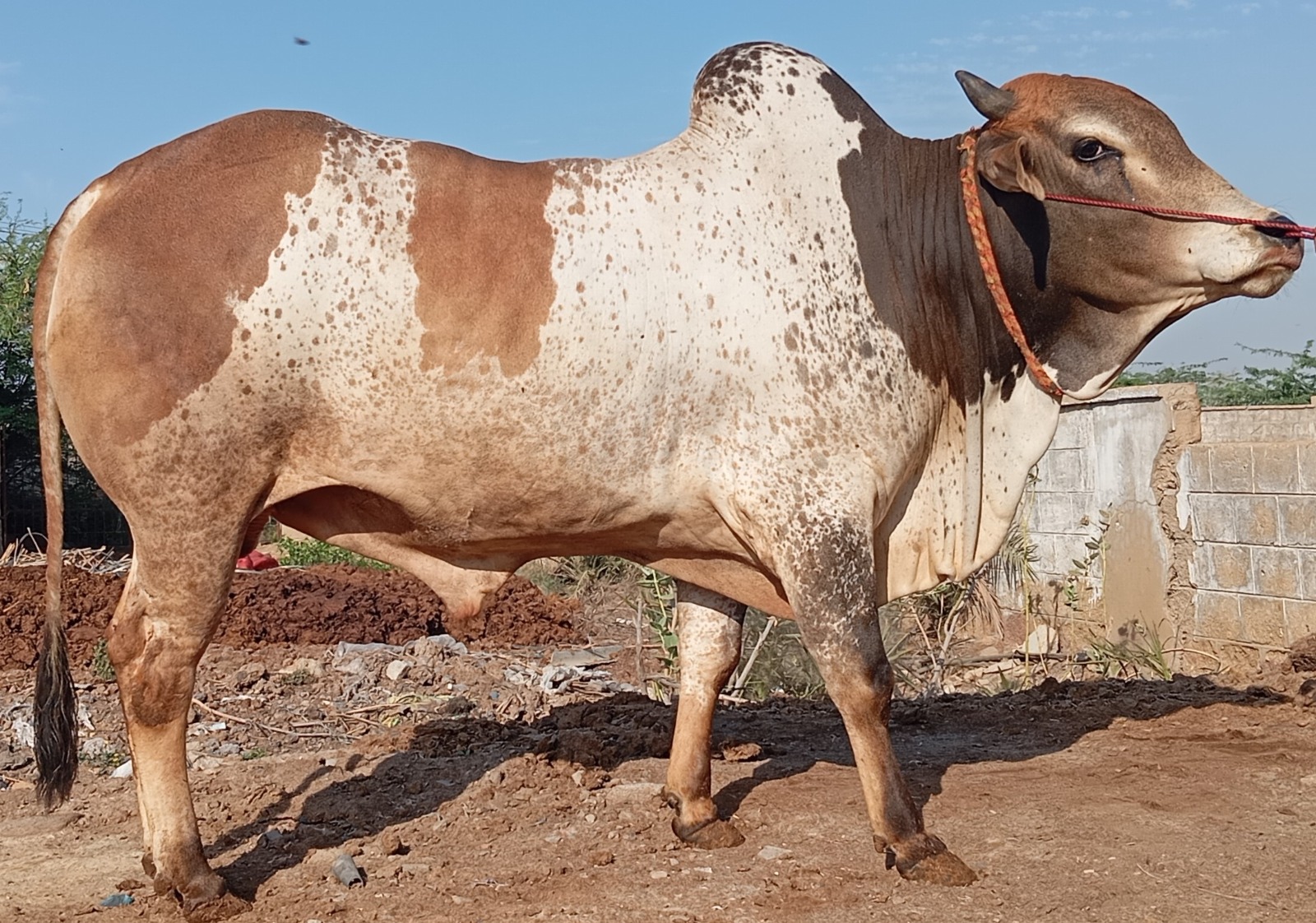 Bull 21