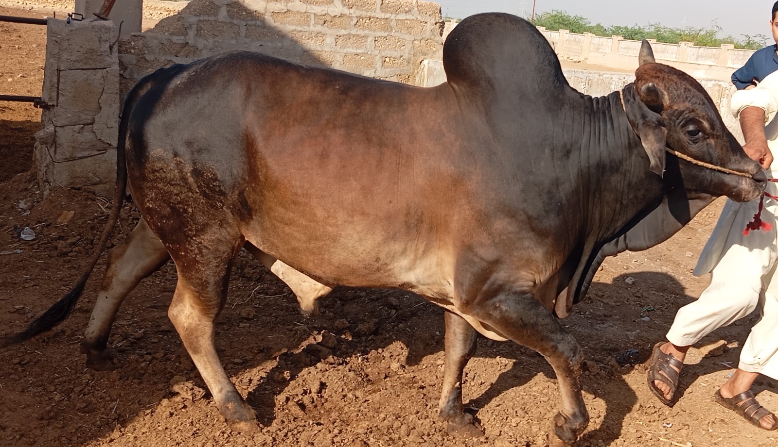 Cow 22