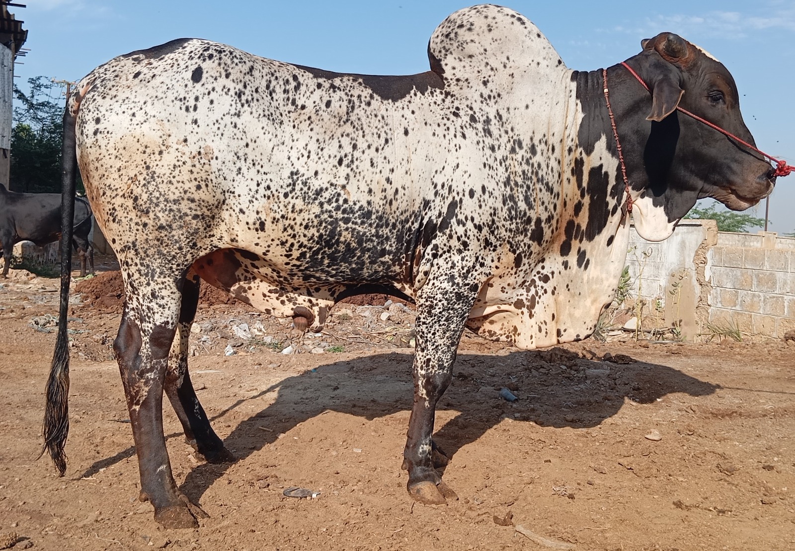 Bull 23