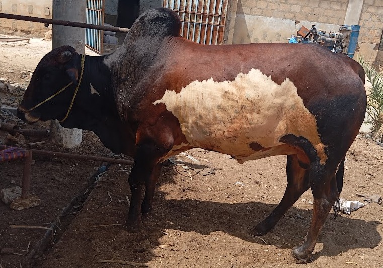 Bull 24