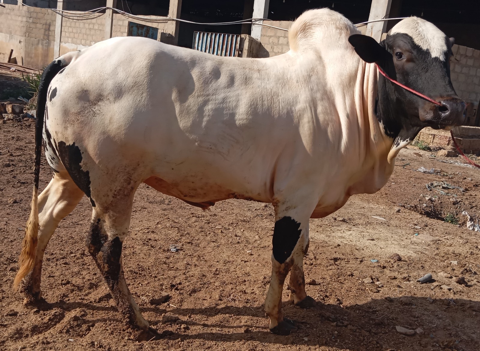 Cow 3