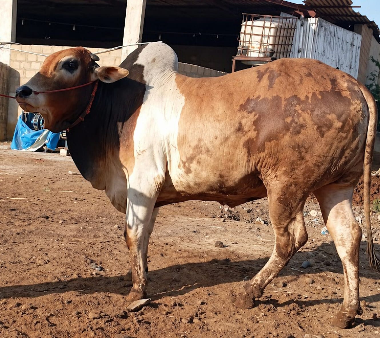 Cow 25