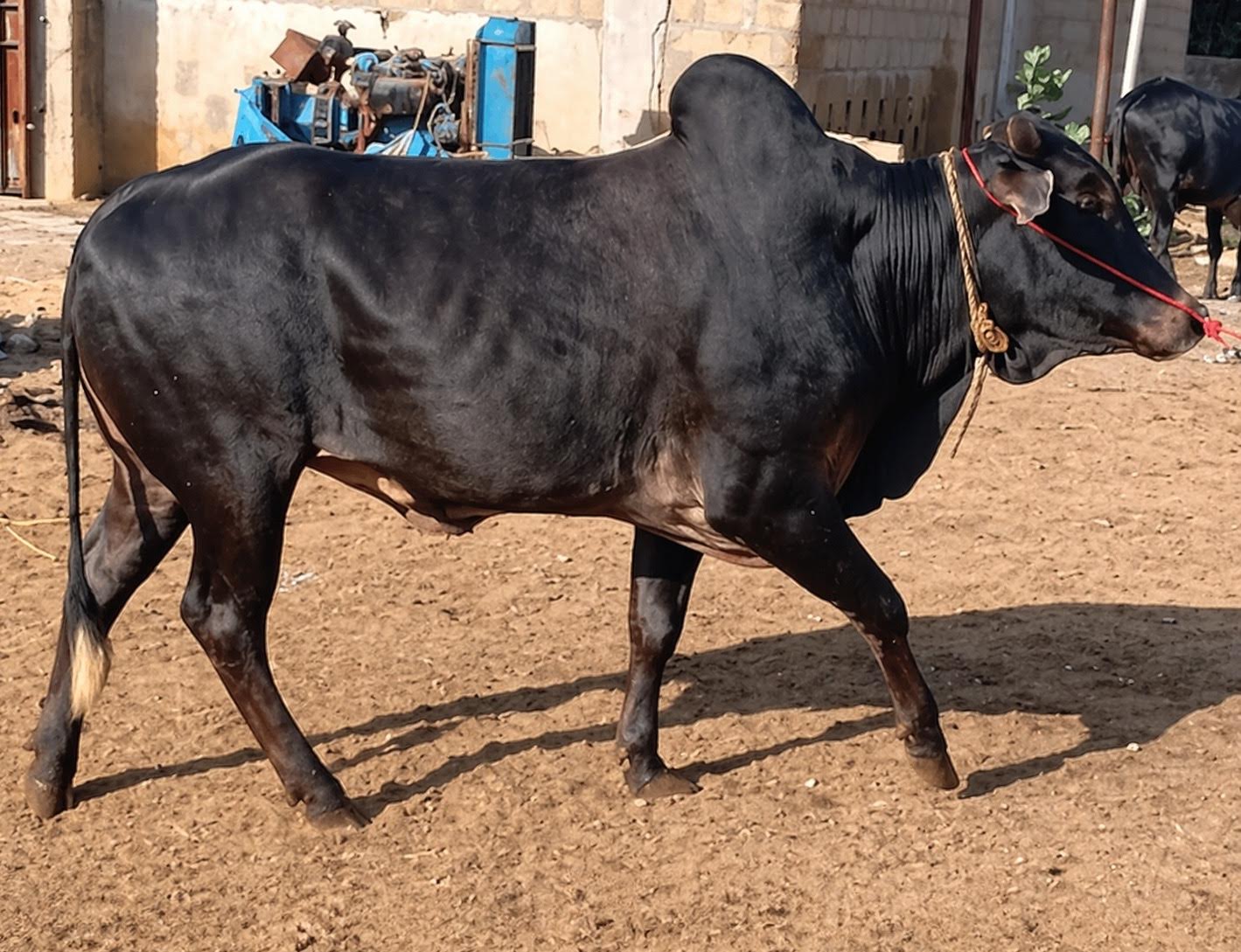 Bull 26
