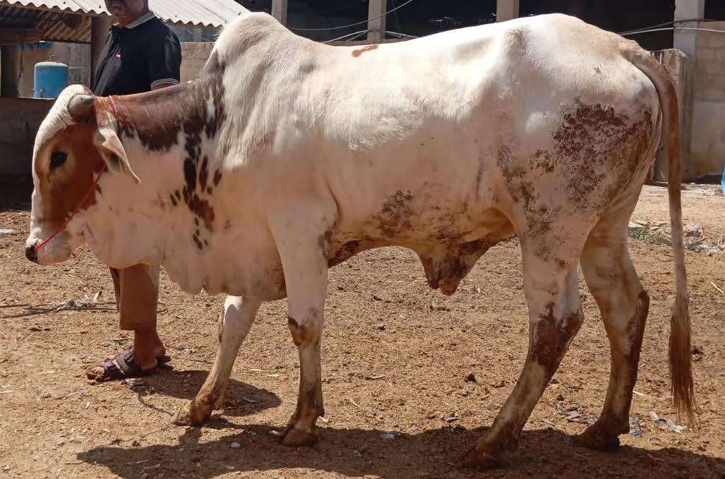 Bull 29