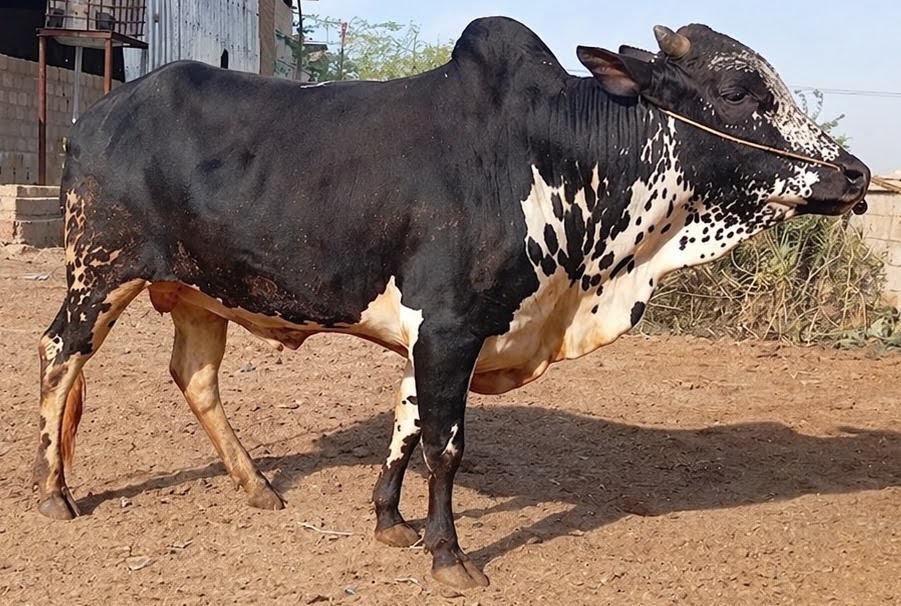 Cow 30