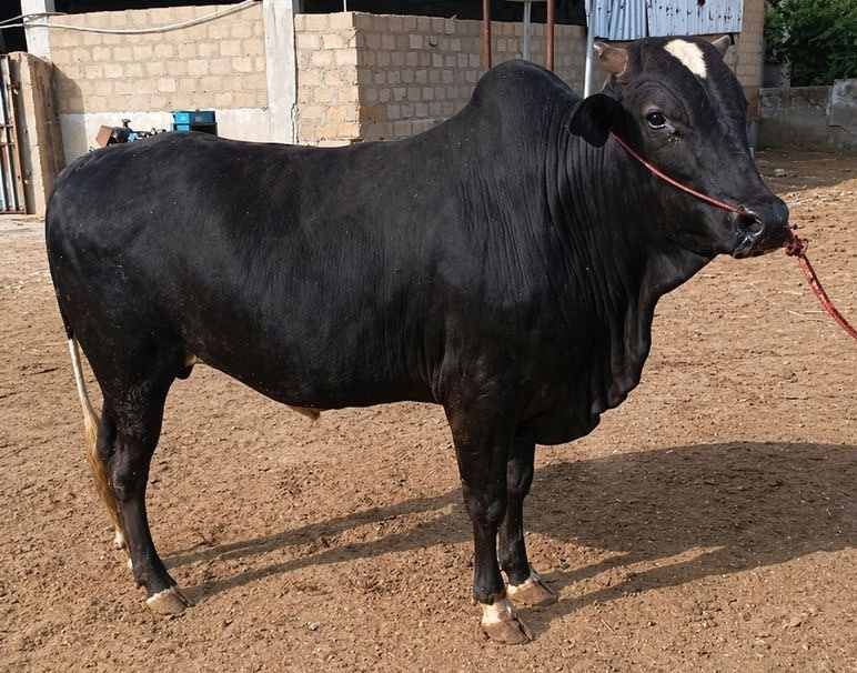 Bull 34
