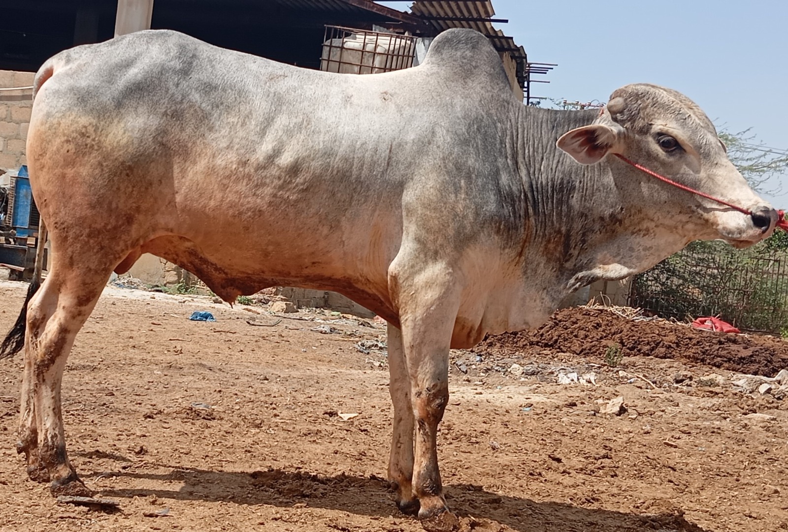 Cow 4