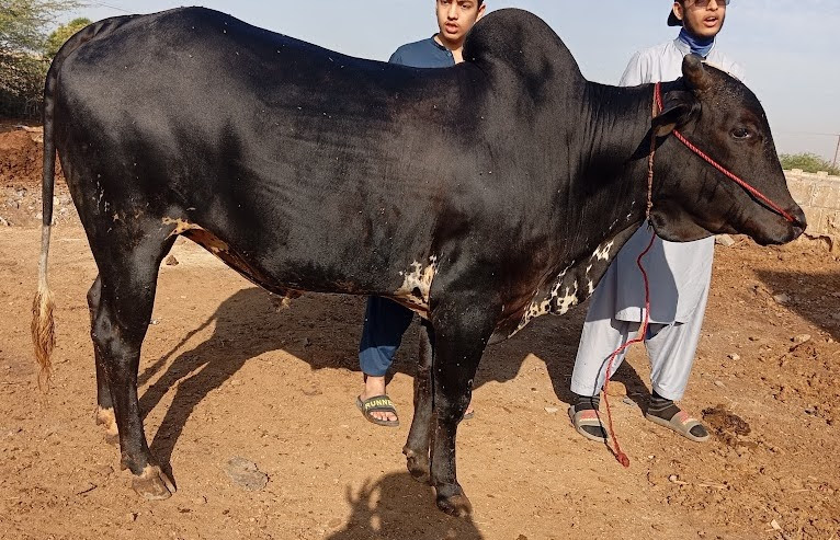 Bull 36