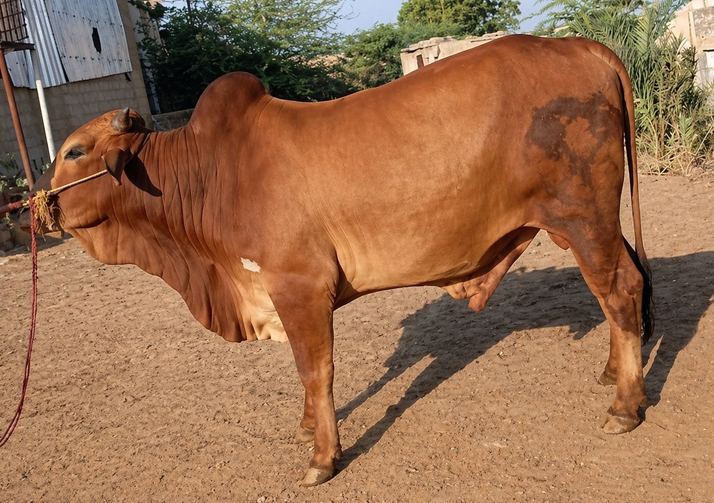 Cow 38