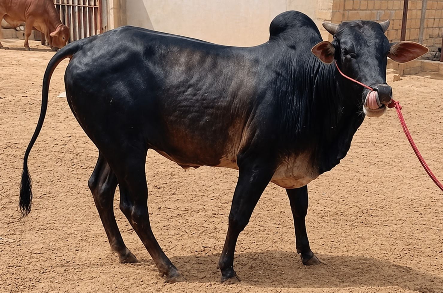 Bull 40