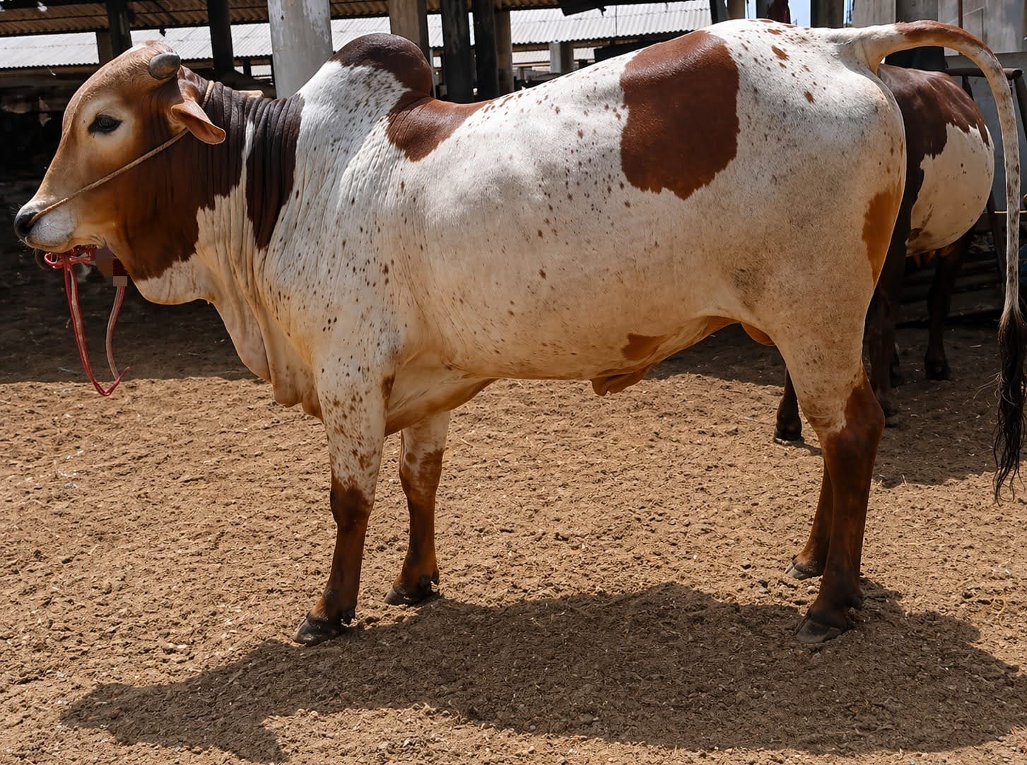 Cow 43