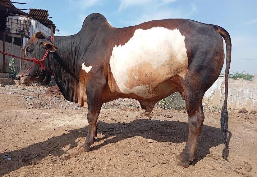 Bull 45