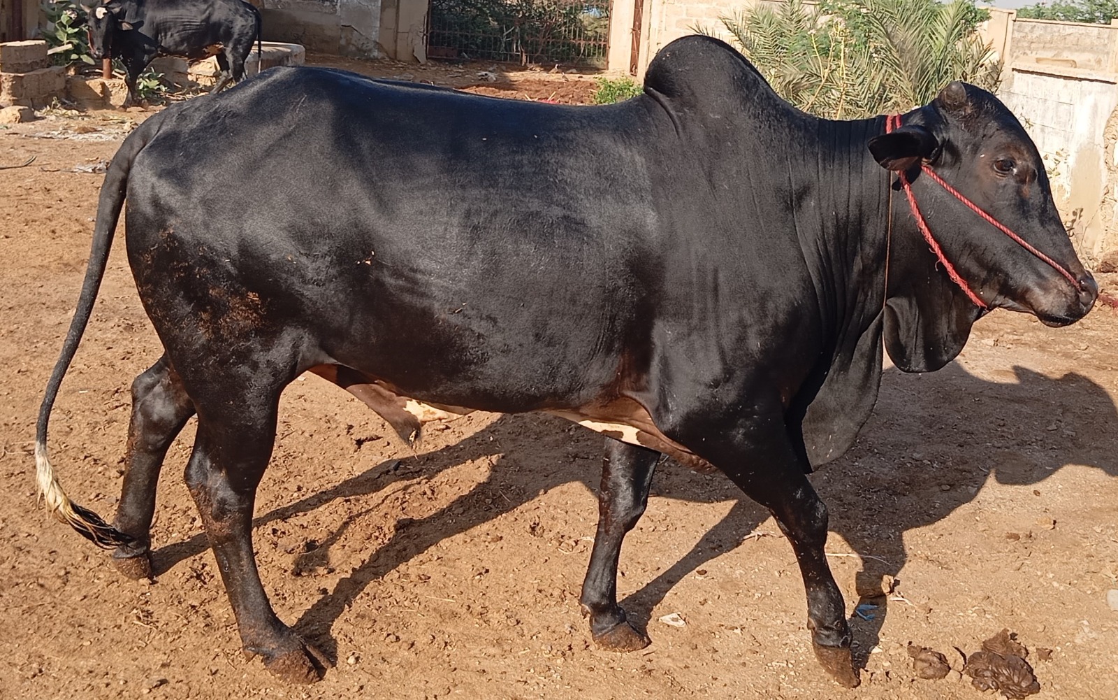 Cow 5
