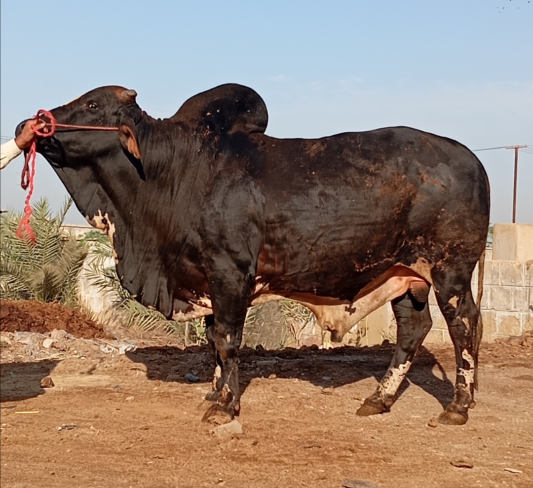 Cow 46