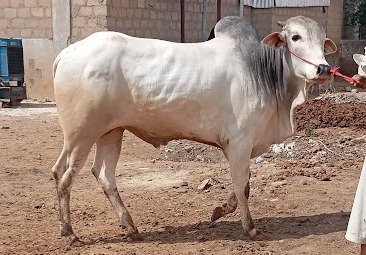 Bull 47
