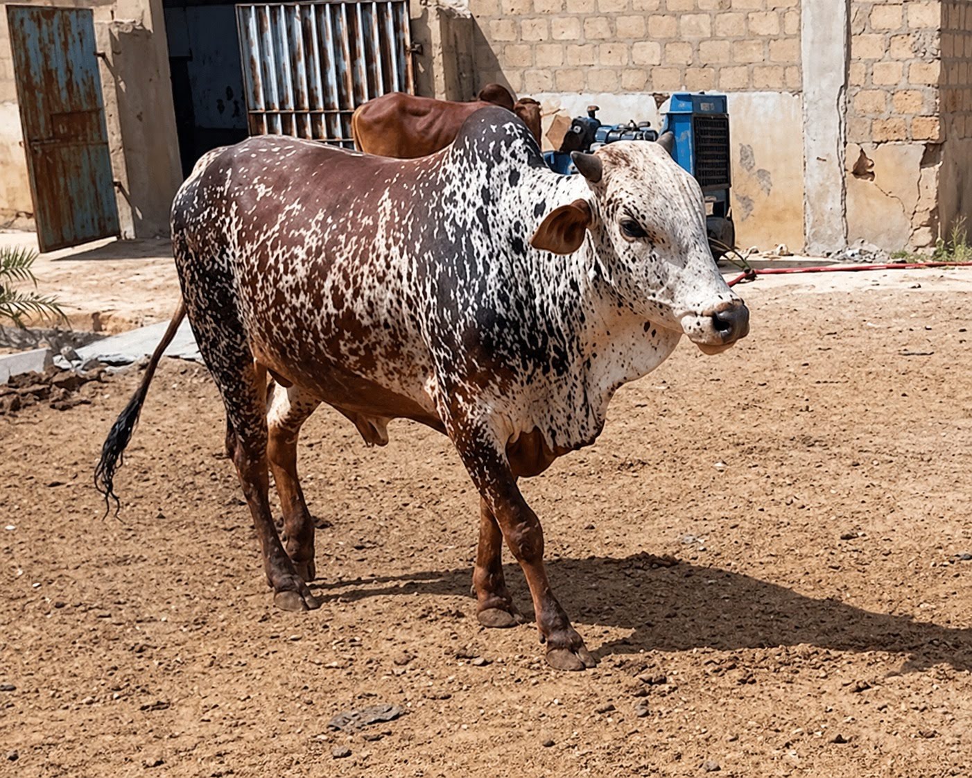 Bull 50