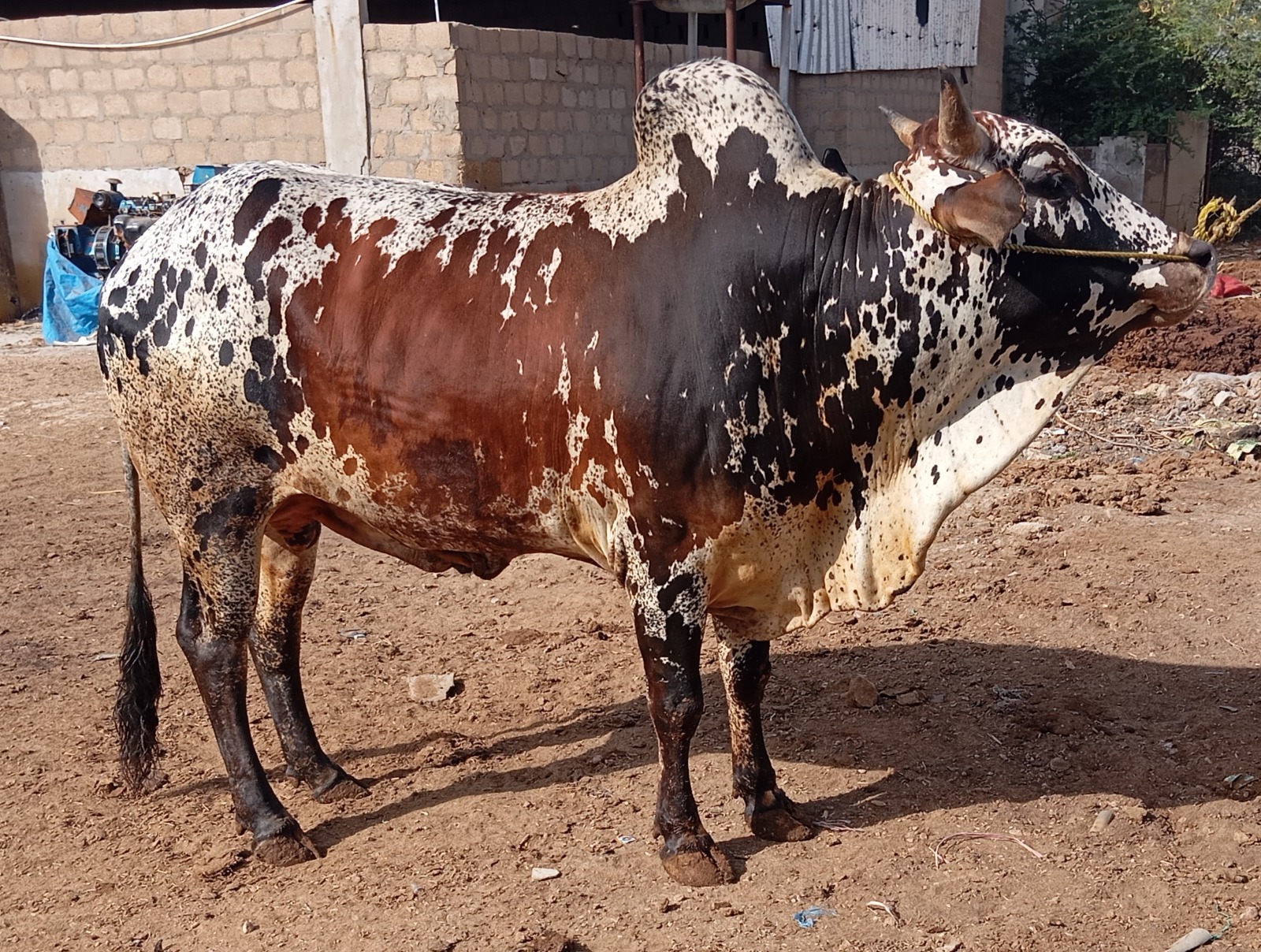 Bull 53
