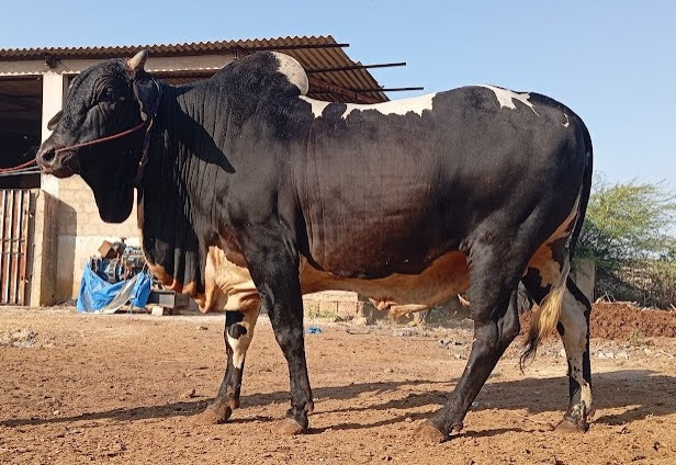 Bull 55