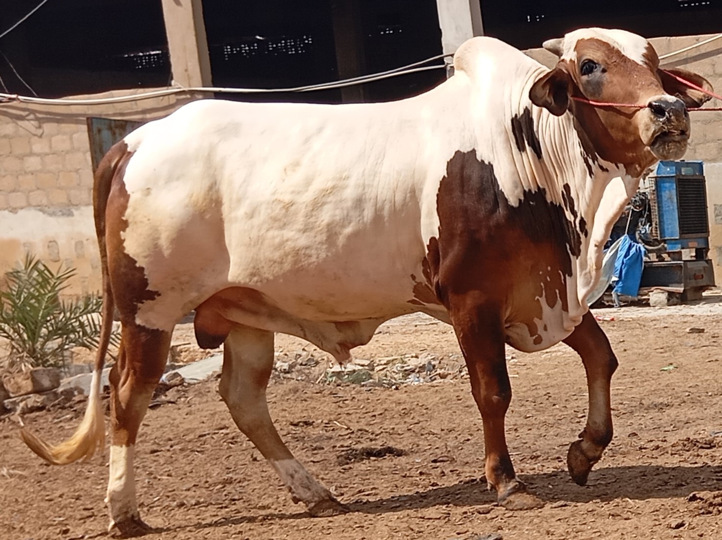 Cow 6