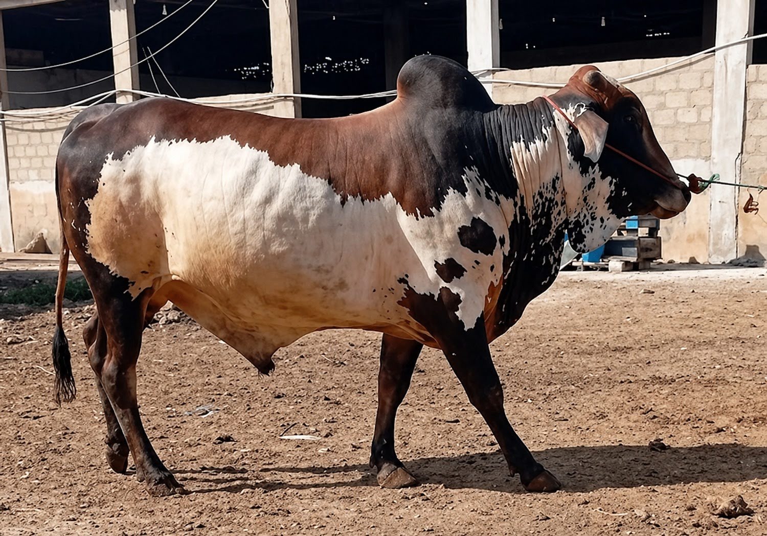 Bull 56