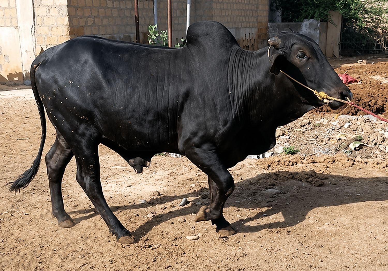 Cow 57
