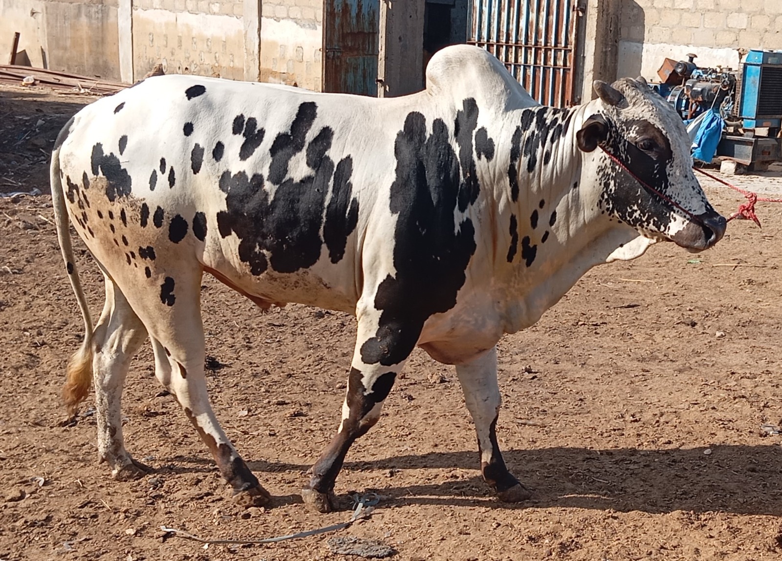 Cow 1