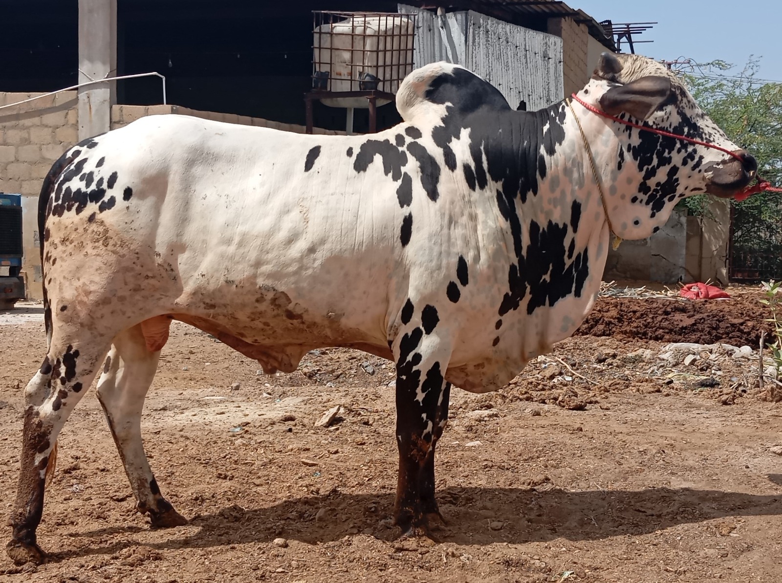 Cow 3