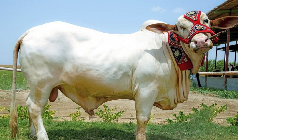 Khowabi Farm